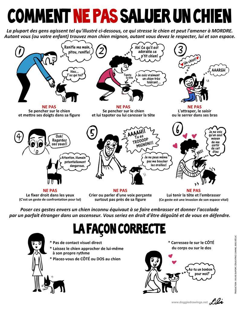 Le langage canin les signaux d apaisement éducateur